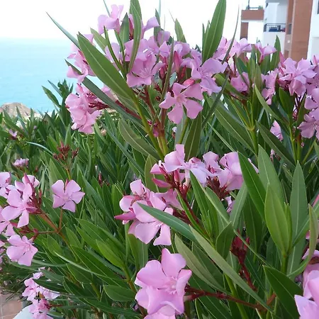 Apartment Calaceite